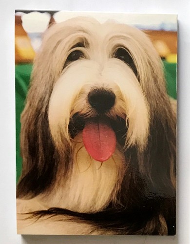 Bearded collie magnetic mini - collie,