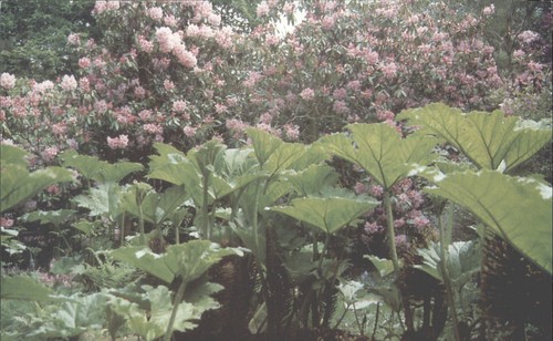 Ramster garden chiddingfold - ramster,