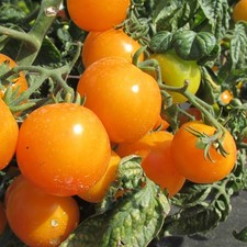 Yellow Sunbaby Tomato Seeds x