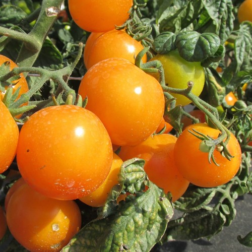 Yellow sunbaby tomato - yellow,