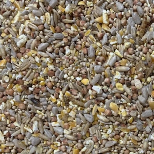 Robin songbird wild bird food - robin,
