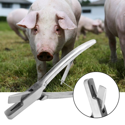 New stainless steel ear - new,