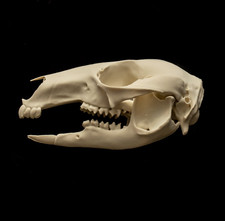 Wallaby Skull Replica Real