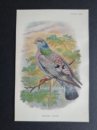 Antique print stock - -,