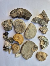 Assorted Ammonites And Fragments