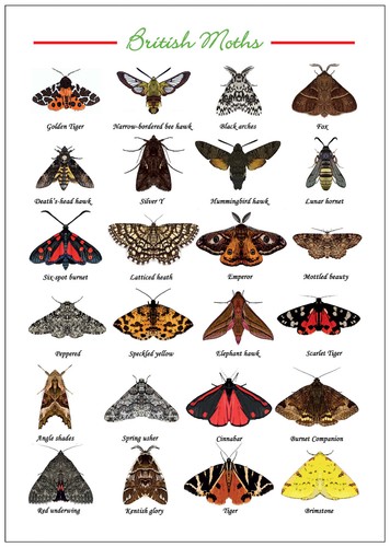 British moths poster - poster, a4