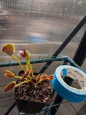 Dionea Muscipula Venus Fly Trap  WINEMOUTH