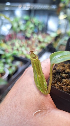 Nepenthes - , (lvb