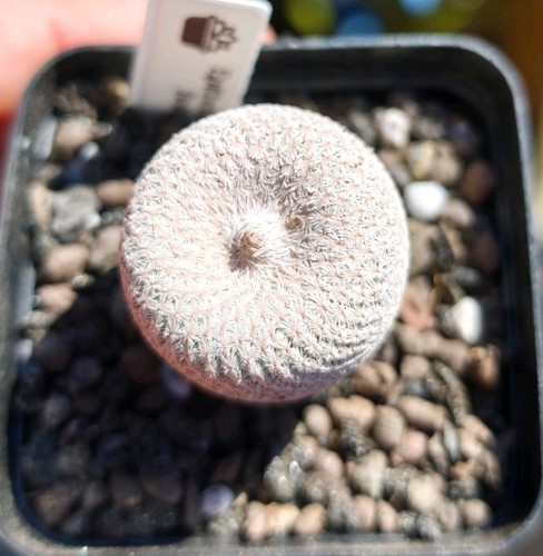 Epithelantha bokei beautiful - bokei,