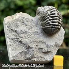 Phacops A Grade Fossil