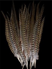 Pheasant Tail Feathers 30 Pack