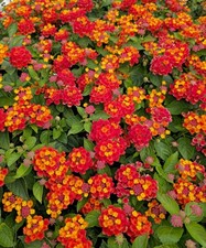 3x Lantana, Bandolista Red