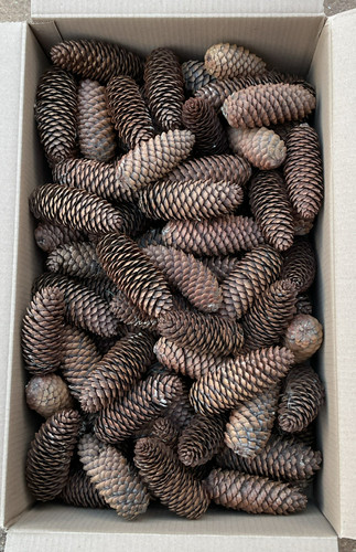 Extra large pine - extra,