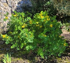 Coronilla valentina subsp