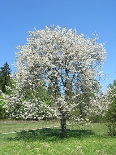 Prunus avium wild - prunus, cherry