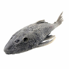 Prehistoric Fish Taxidermy Carachama Armored Catfish (Pseudorinelepis genibarbi)