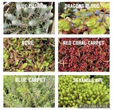 Mix Sedum 15x Hardy Succulent