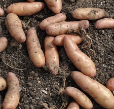 Pink Fir Seed Potatoes ORGANIC