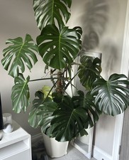 Monstera Cheese Plant Large