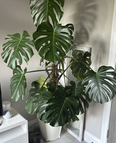 Monstera cheese plant large - monstera,