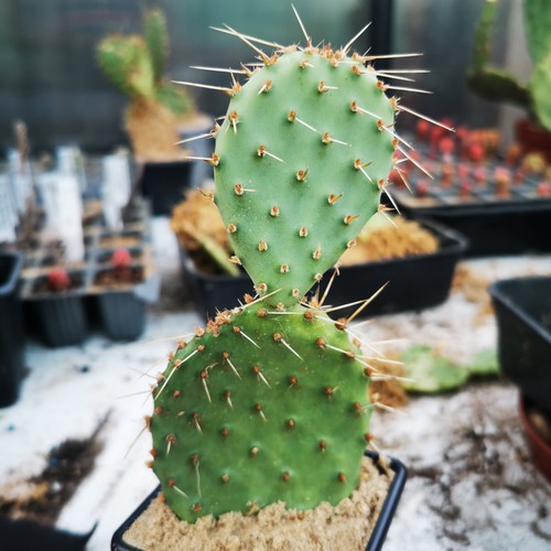 Opuntia compressa elsworth - opuntia, "elsworth"