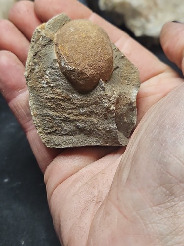 Egg shaped fossil - shaped,