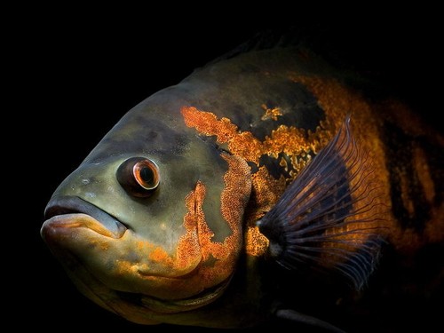 V0907 oscar fish - v0907, beautiful