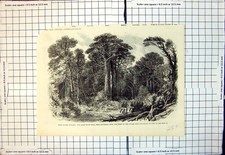 Old Print New Zealand Great South Road Shepherds Bush Scene Attack Escort