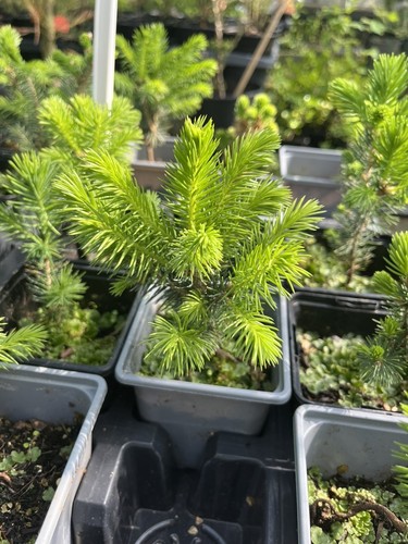 Rare lijiang spruce tree - rare,