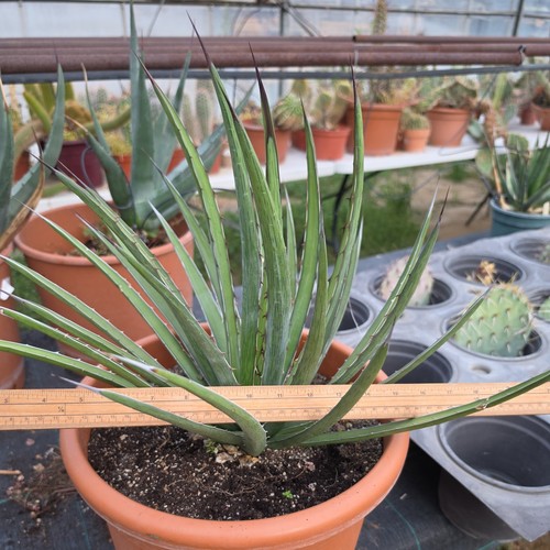 Beautiful agave lechuguila - beautiful,