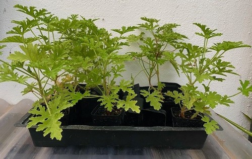 Citrus scented geranium - 1x,