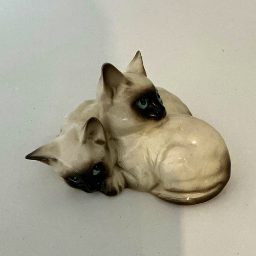 Siamese kittens lying - kittens, cat