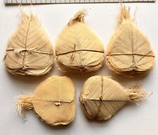 500 Skeleton Leaves Peepal Bodhi For Craft Projects