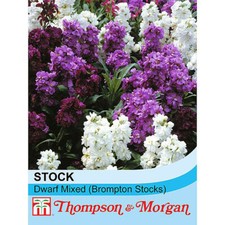 Thompson & Morgan Stock