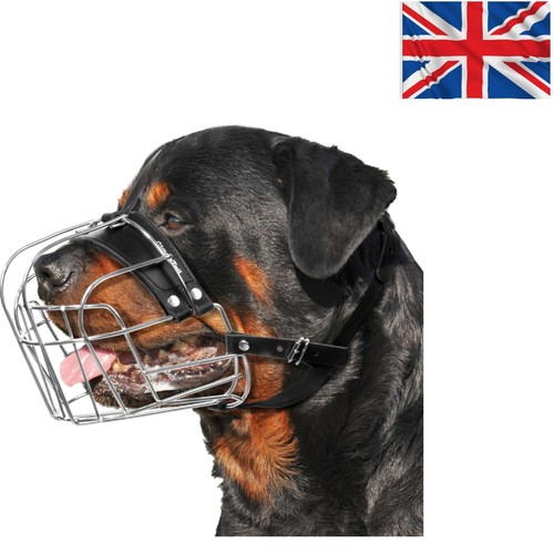 Comfortable large dog - comfortable, muzzle