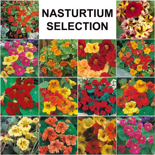 Nasturtium seeds selection - seeds,