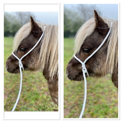 Mini shetland - mini, white