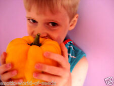 SWEET PEPPER GIANT RUSSIAN SWEET PEPPER SEEDS XXL SIZE ORANGE FRUITS UPTO 400 GR