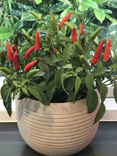 Pepper hot quickfire - hot,
