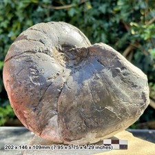 8" Nautilus Cenoceras barberei
