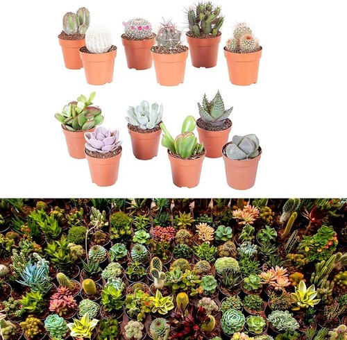 Mixed indoor plants 5 - plants,