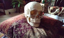 Resin skulls head great quality 20cm x 14cm