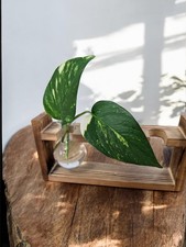 Golden Pothos House Plant