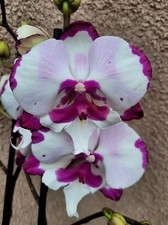 Phalaenopsis Emily orchid plant , in bloom