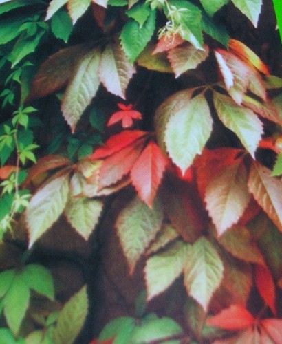 Virginia creeper hardy - virginia,