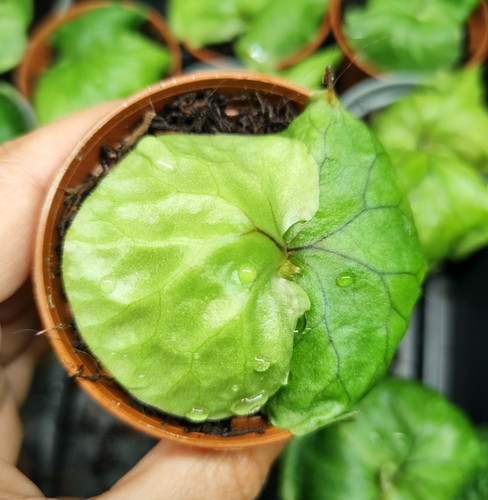 Rare grown baby platycerium - rare,