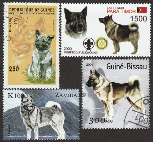 Norwegian elkhound int l - elkhound, **