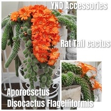 5 Rare Rat Tail cactus  Aporocactus flagelliformis plant cuttings 1.5--3cm long 