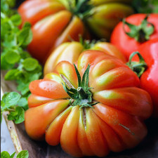 3x Tomato Beefsteak Mr Stripey