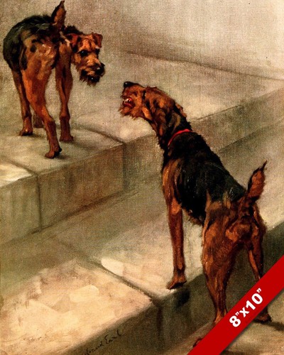 The spirited welsh terrier - spirited,
